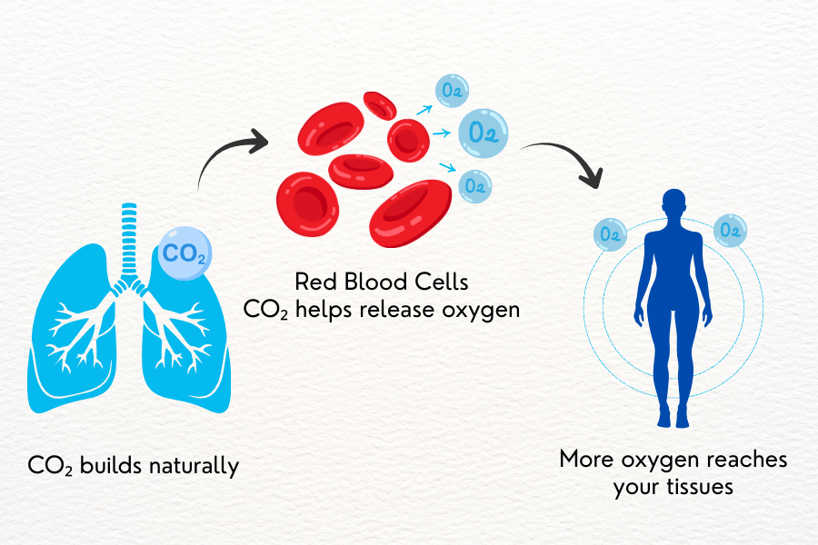 Simple medical illustration showing how carbon dioxide helps red blood cells release oxygen so more oxygen reaches the body's tissues.
