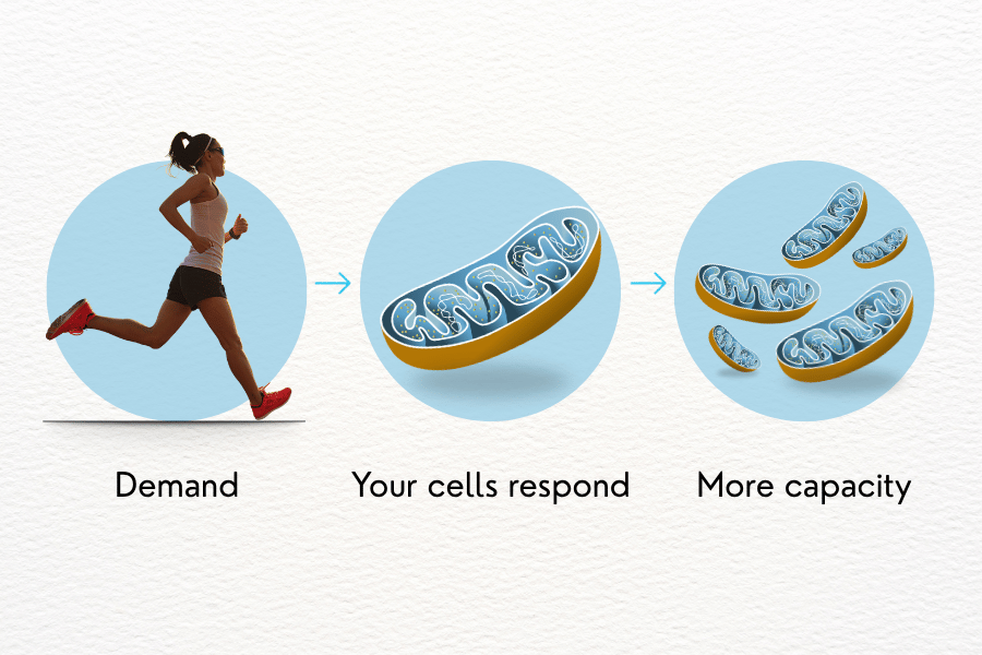 Infographic showing how increased demand signals cells to respond by building greater mitochondrial capacity.